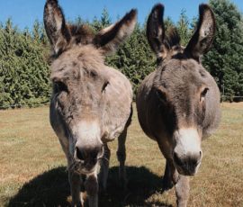 Two donkeys standing close together on a grassy field with trees and a clear blue sky in the background.